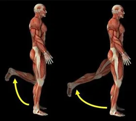 functionalMuscles